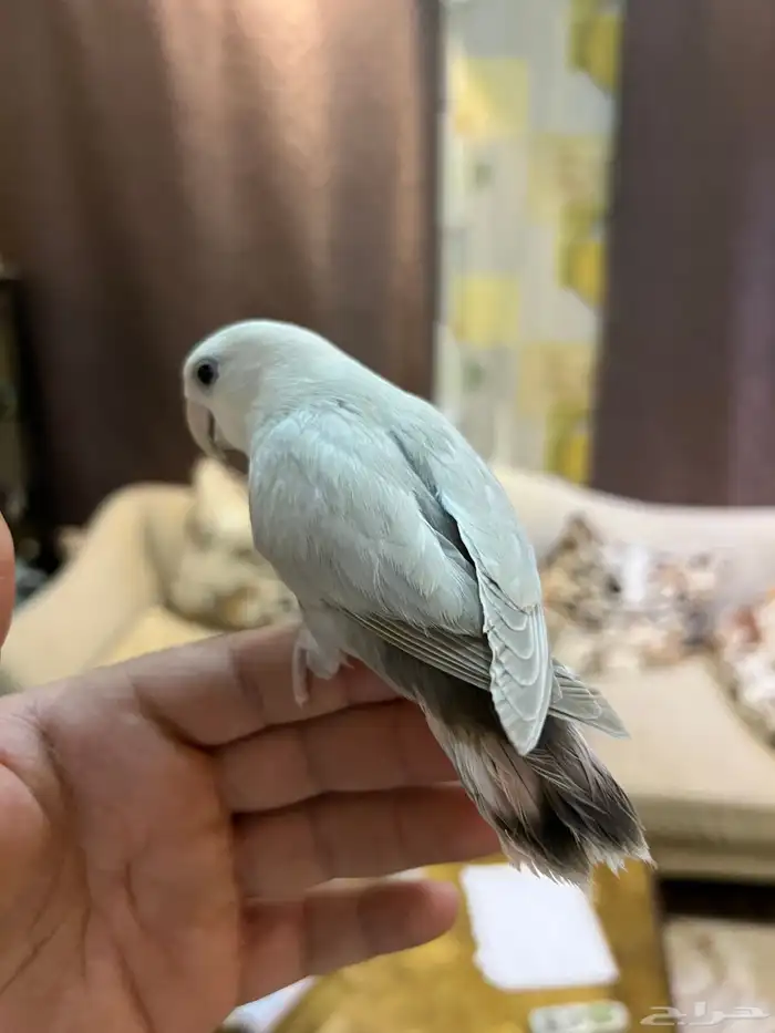 روز اليف جدا جدا مناسب لللأطفال مسلي شرط صحه و نظافه 1