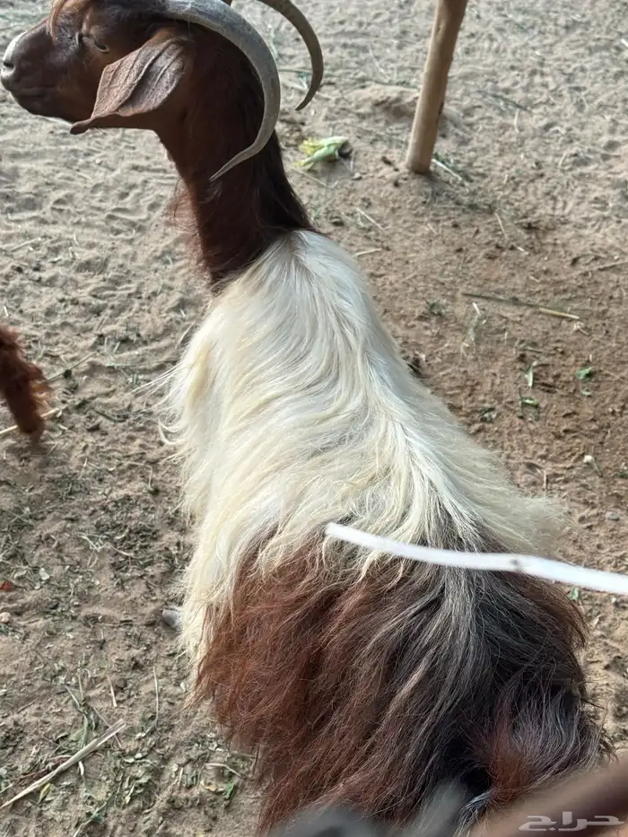 شاه و معزاء 2