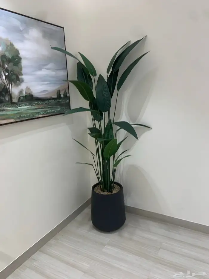 اشجار جهنمية وزيتون 11