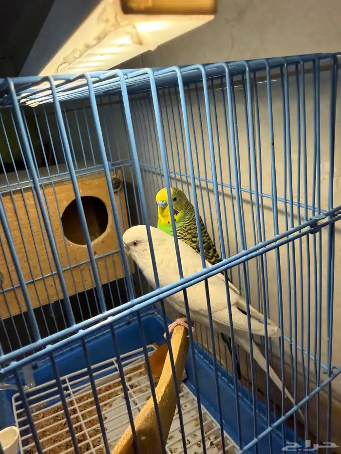 عرض لكم جوز بادجي لون وحجم بطل واليف 1