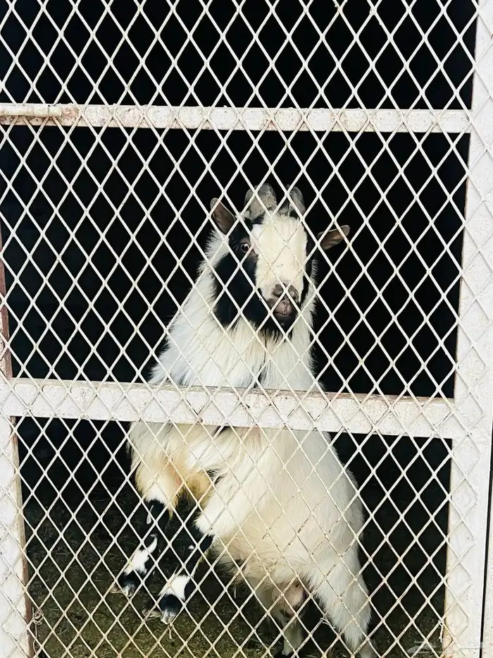 ماعز قزم مكس 1