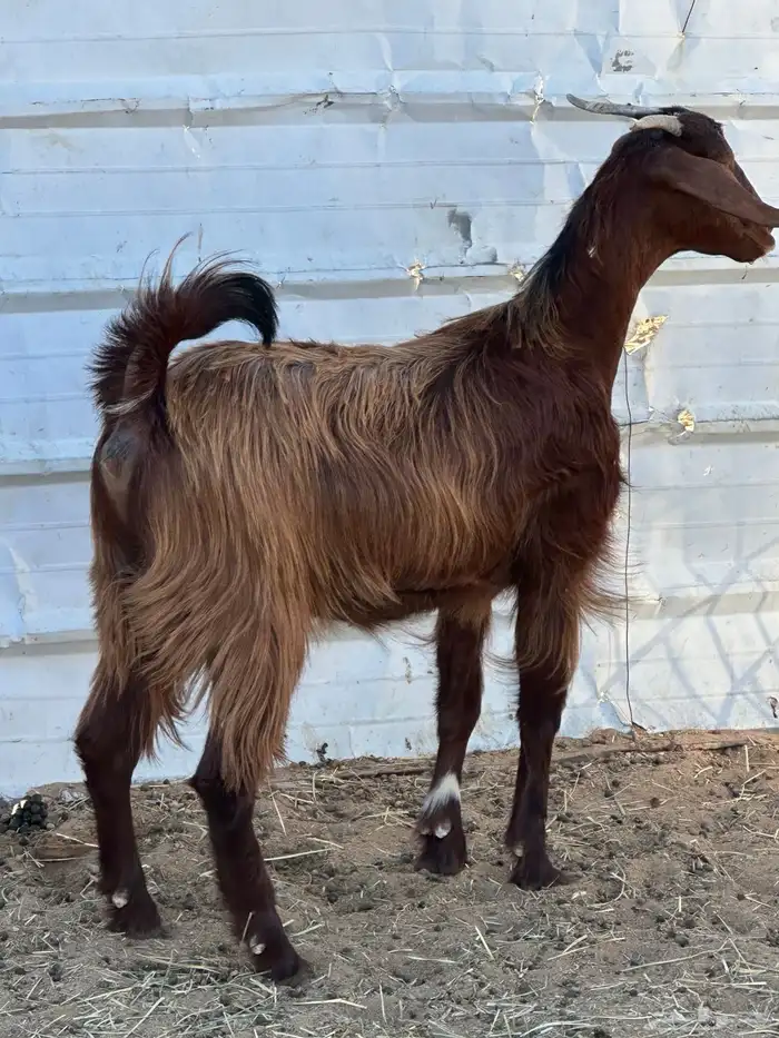 جذعه حايل حميسه 2