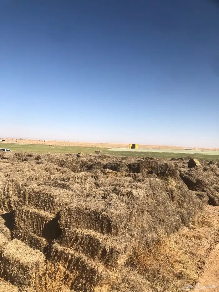 علف بلوبنك صافي حويل 9