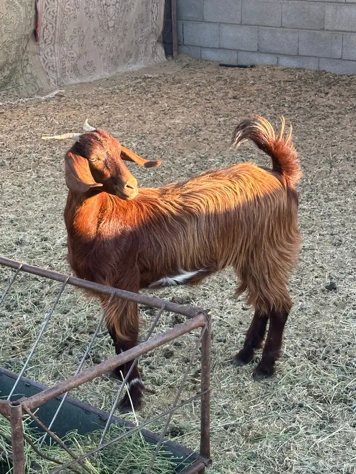 جذعه حايل حميسه 0