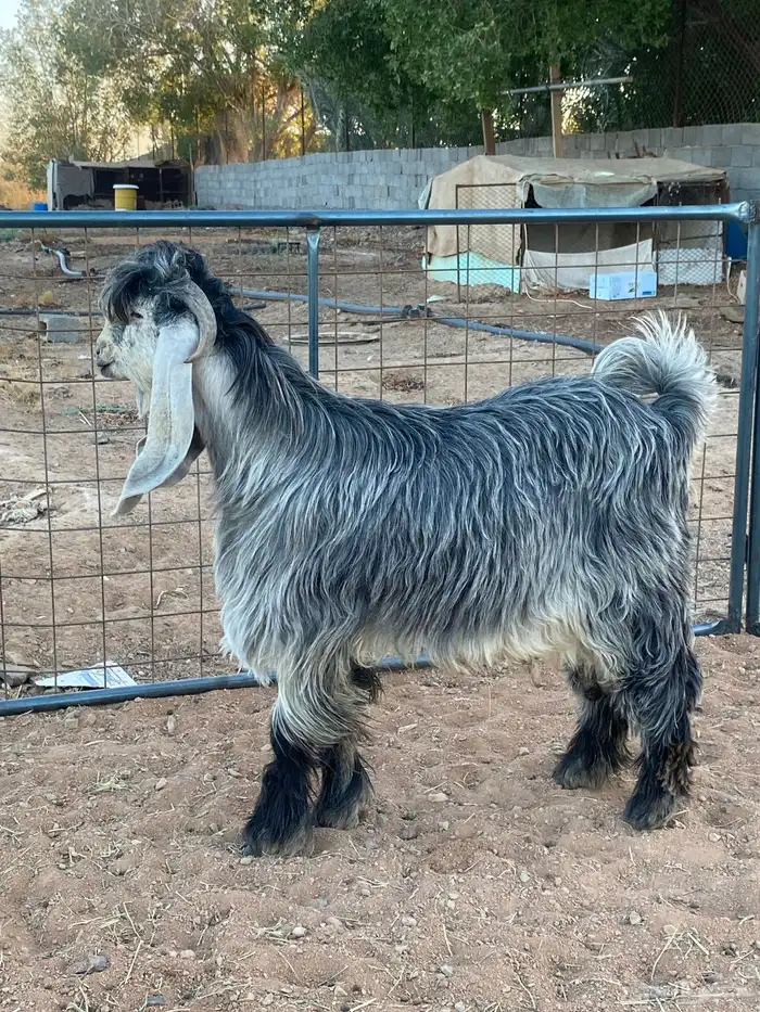 تيس فحل معزا عوارض شهب 4