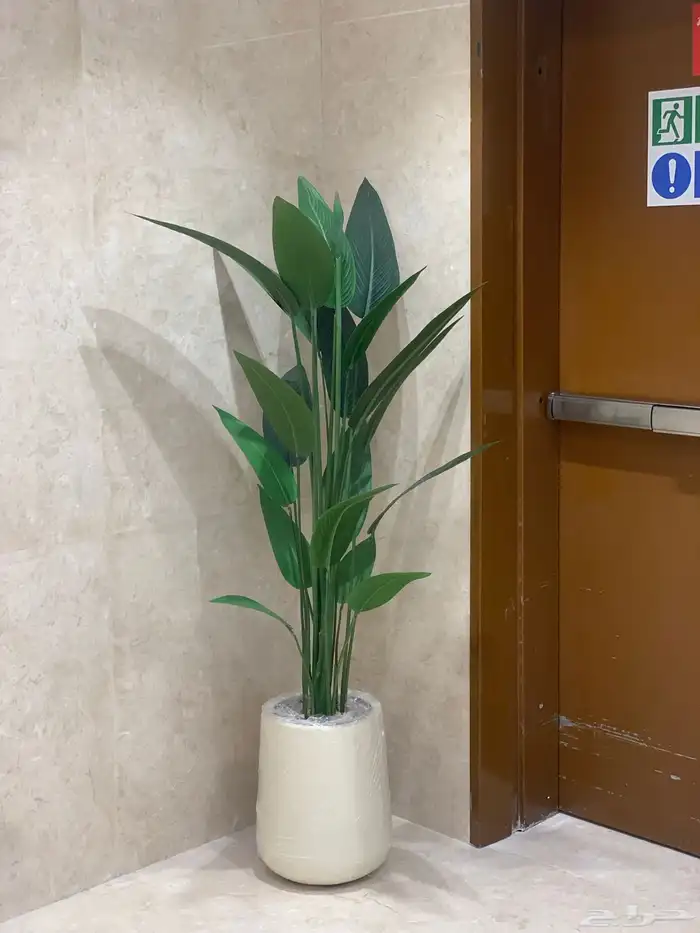 اشجار جهنمية وزيتون 9