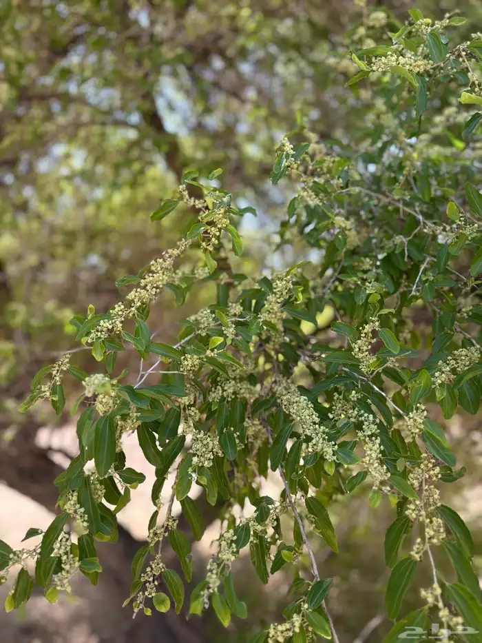 عسل سدر مضمون 3