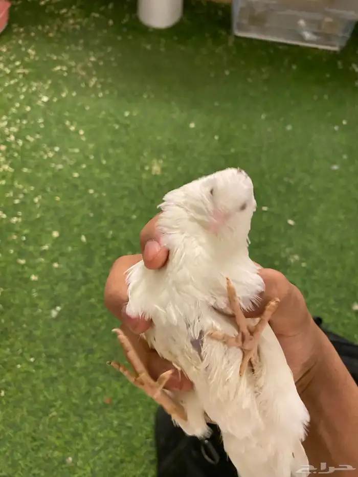 سمان او فري بيع مستعجل 1