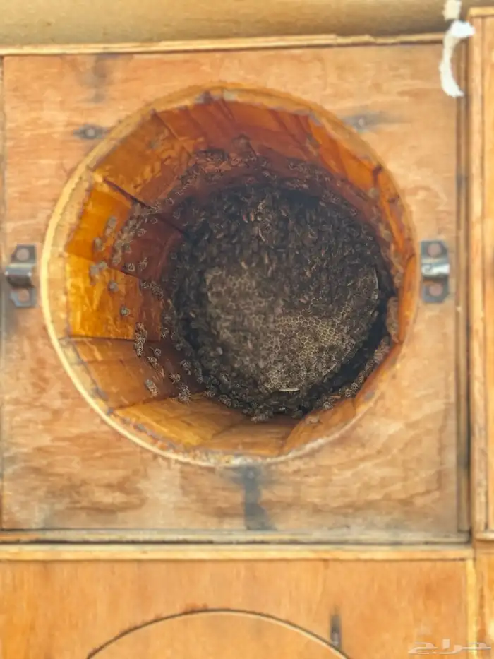 نحل بلدي للبيع 50 خليه نحل للتواصل 1