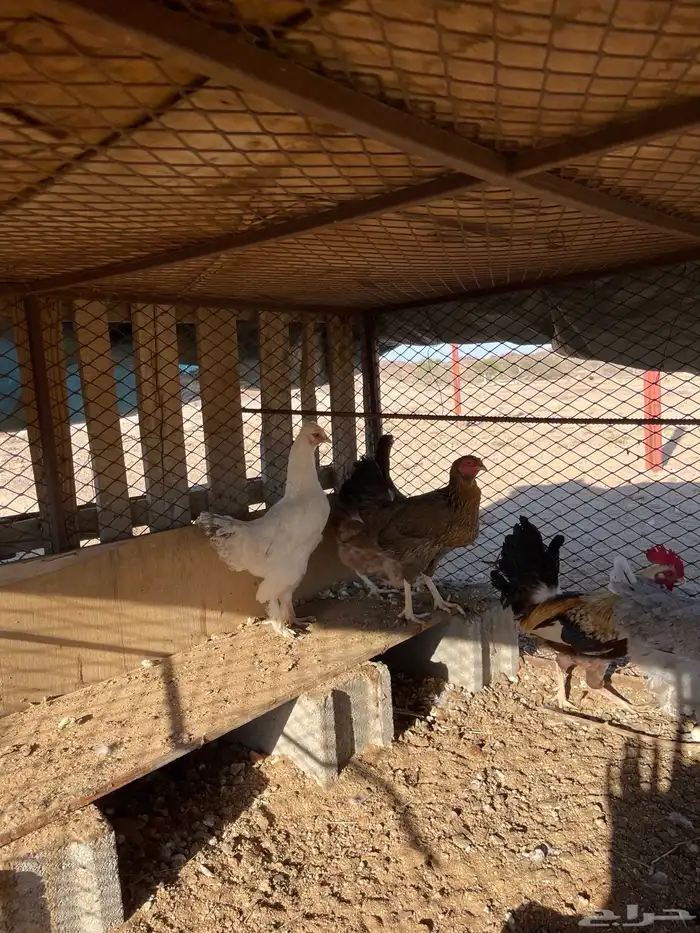 دجاج بلدي وبراهما 0