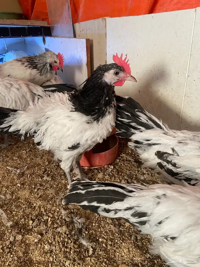 دواجن كلها ديوك زينه لافندر 9