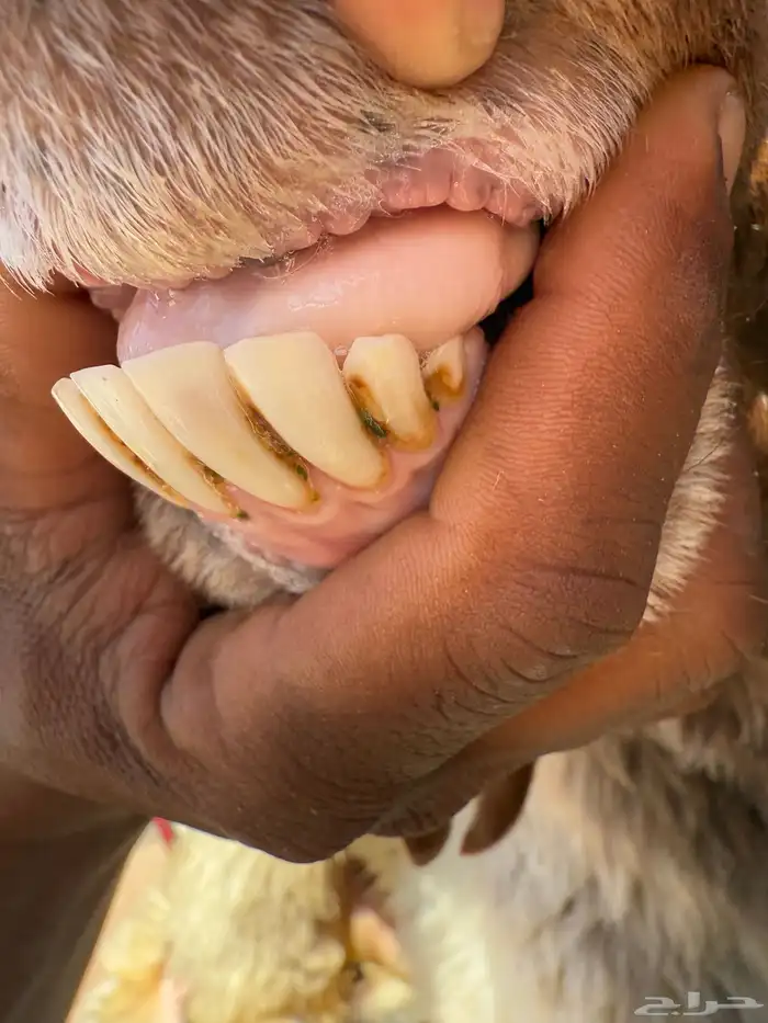 خروف نعيمي شرط القريع 2