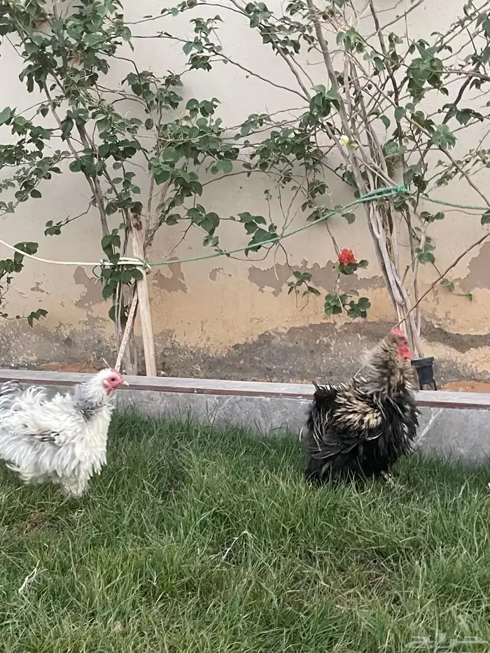 بيض دجاج زينة مخصب بإذن الله 9