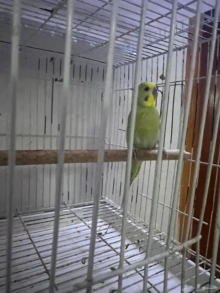 زوج طيور الحب 0