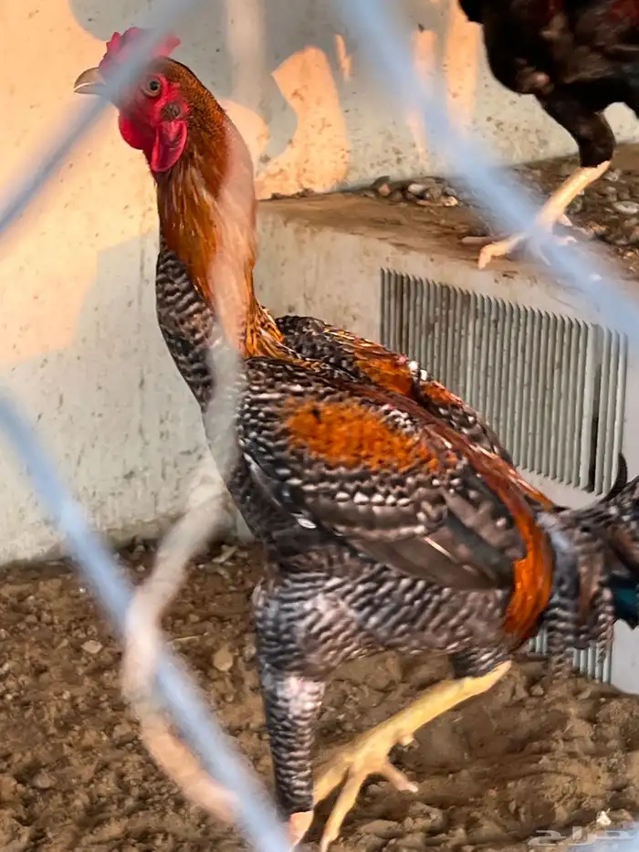 ديوك الموقع المظيلف 1