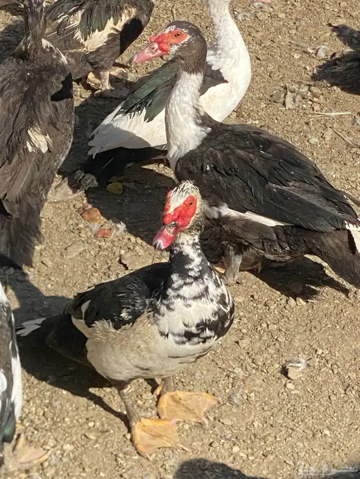 بط بلدي نظيف . 1