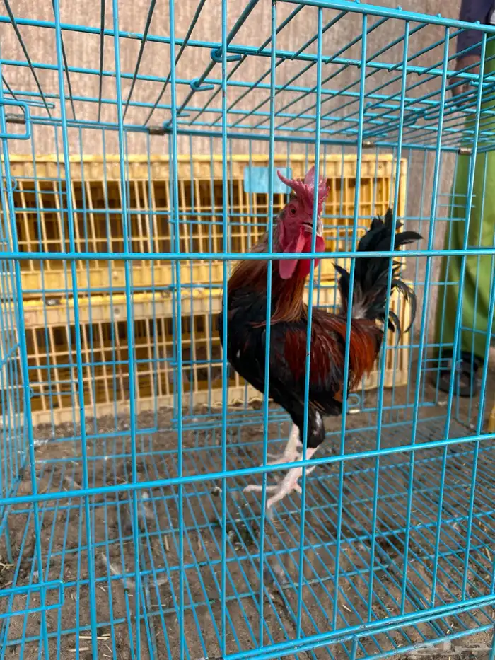 ديوك ترثه فرقى مستوى تب 15