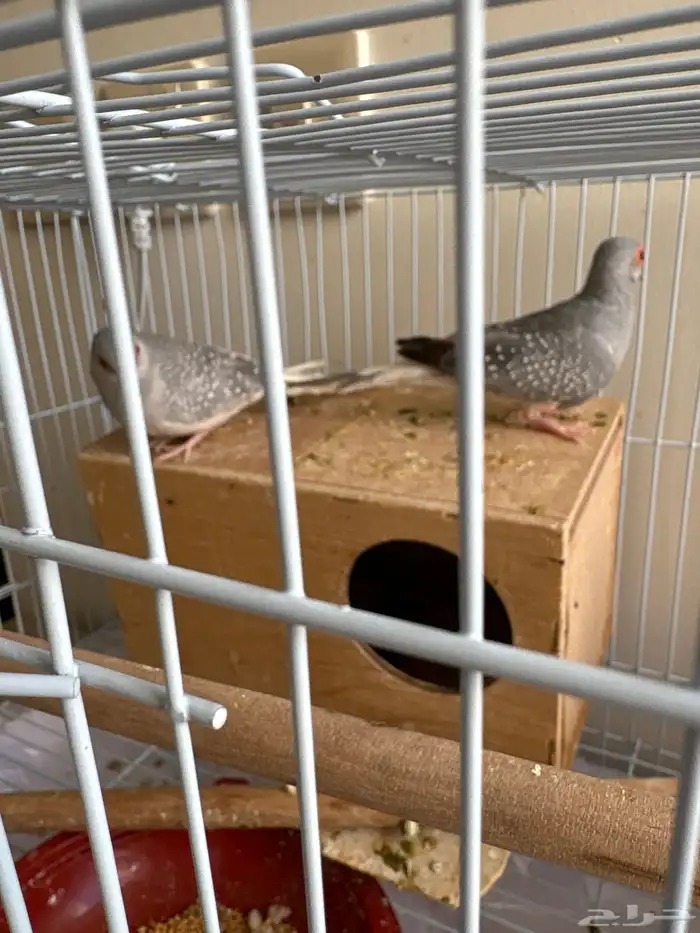 جوز حمام قميري 2