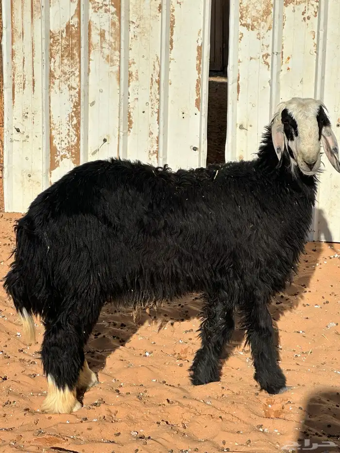 للبيع خروف نجدي طيب 1