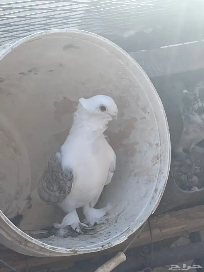 سلام عليكم ورحمة الله وبركاته حمام للبيع 3