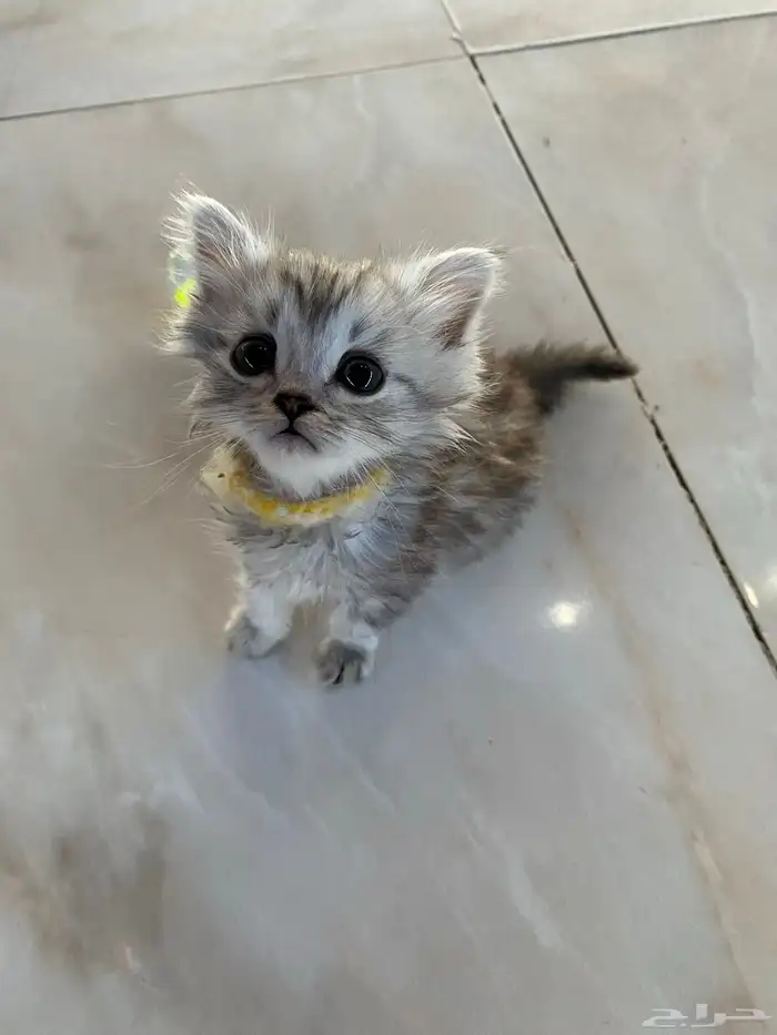 قطط شيرازيه 2