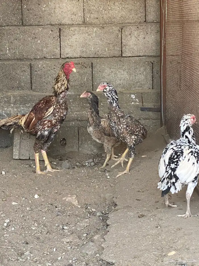 دجاج باكستاني نسل ابو ريتاج 6