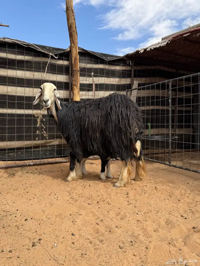 نعجة نجدية والد 4