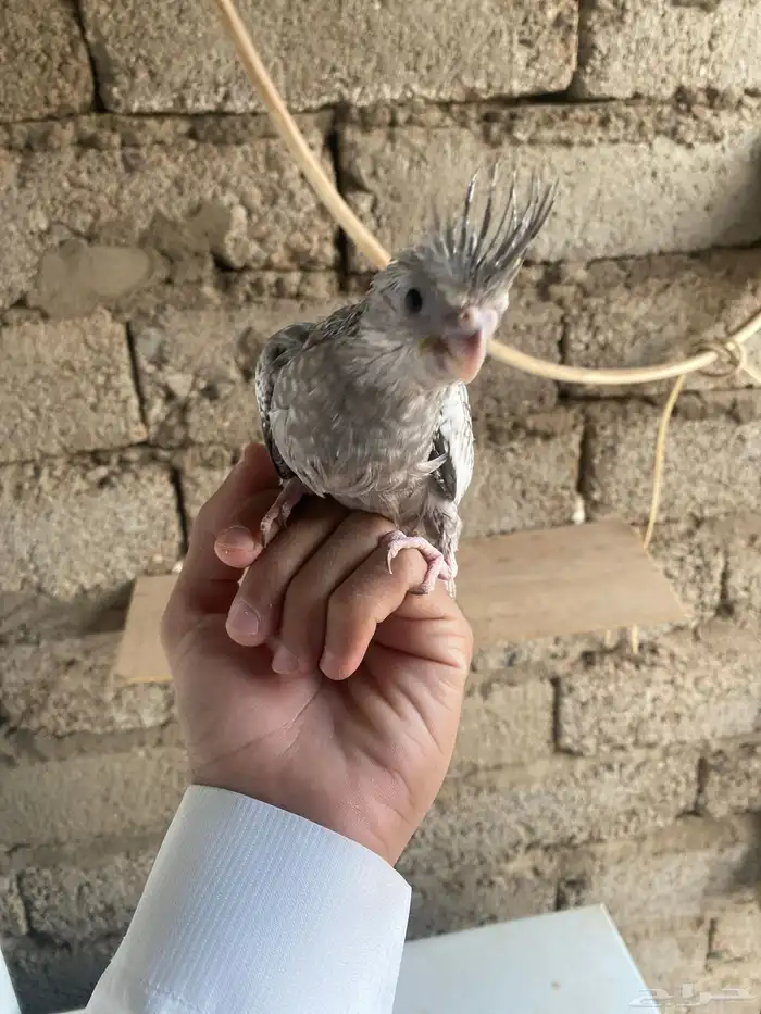 كروان فرخ عمره شهر 0