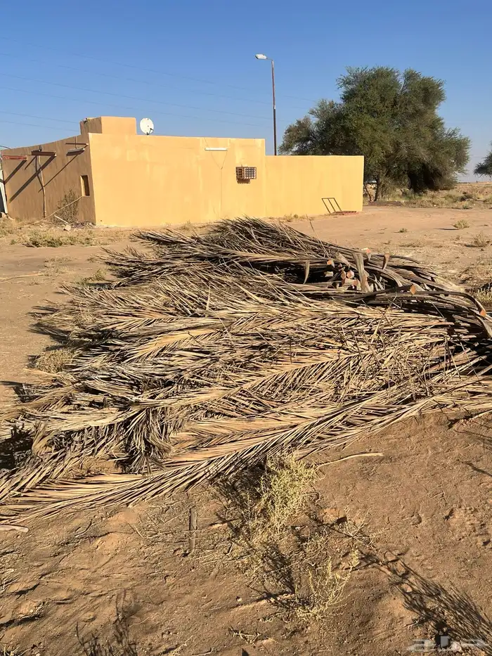 جريد نخل للبيع 0