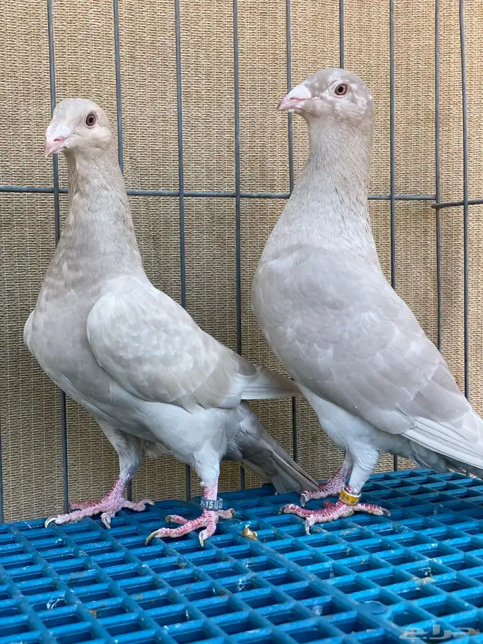 زاجل فاخر 14