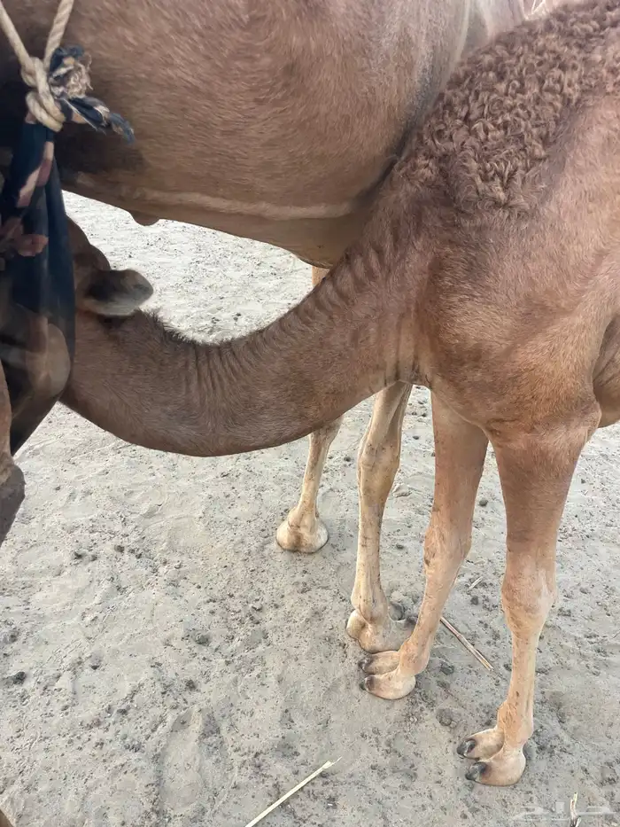 قعود وبكرتين على اللبن للبيع 11