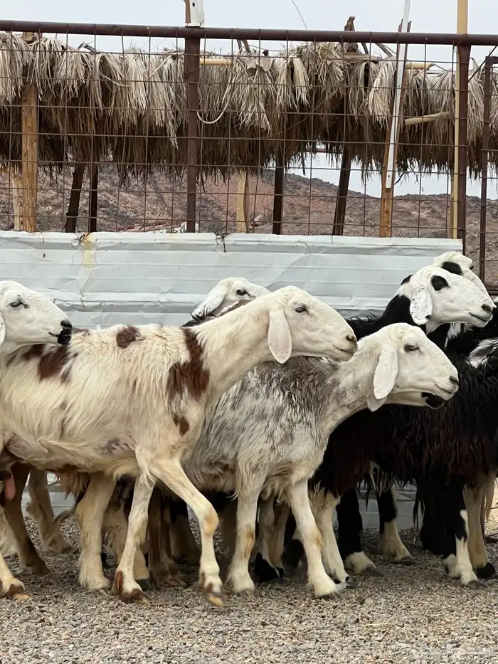 ضان حجريات صنف 2