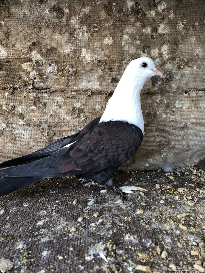 حمام بصراوي أنثى  شرط  الصحة 100 0