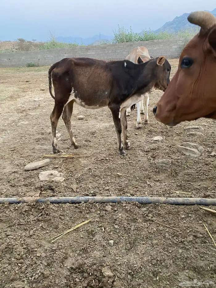 حسيل اناث من بقري 1