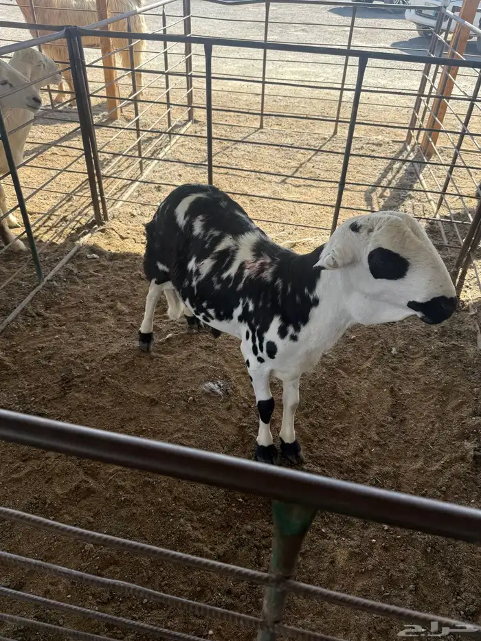 سواكن فواخر اعمارهاء جذعان 0