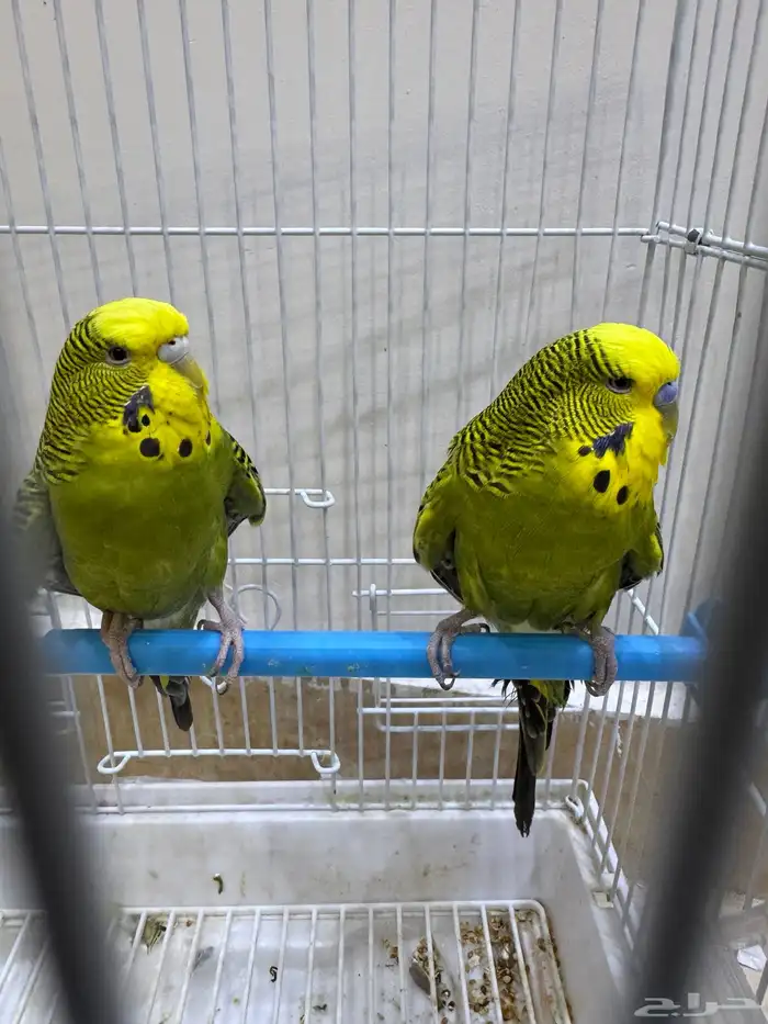 عصافير بادجي للبيع 0