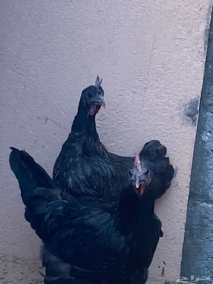 دجاج في واحدة بيضة خمس بيضات 1