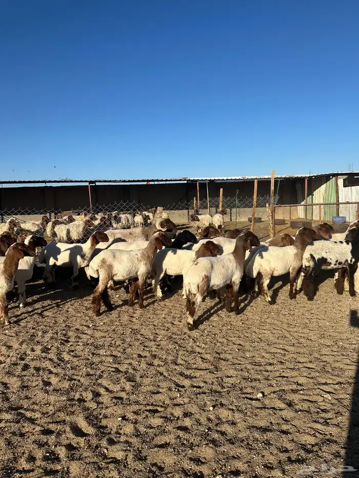 جذعات أنعيم طيبه اللبييع 5