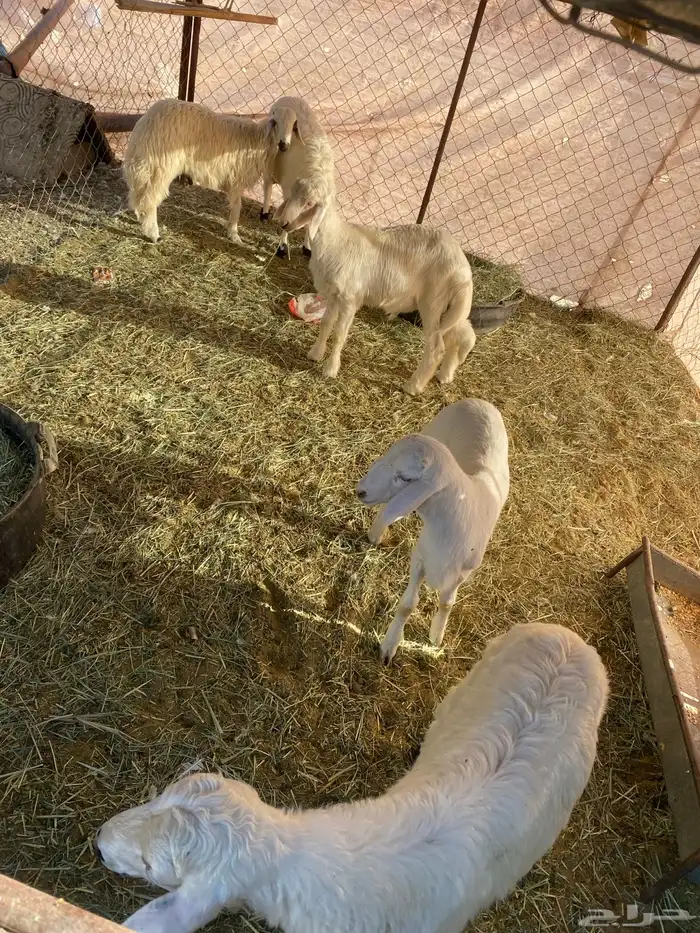 خرفان للبيع 0