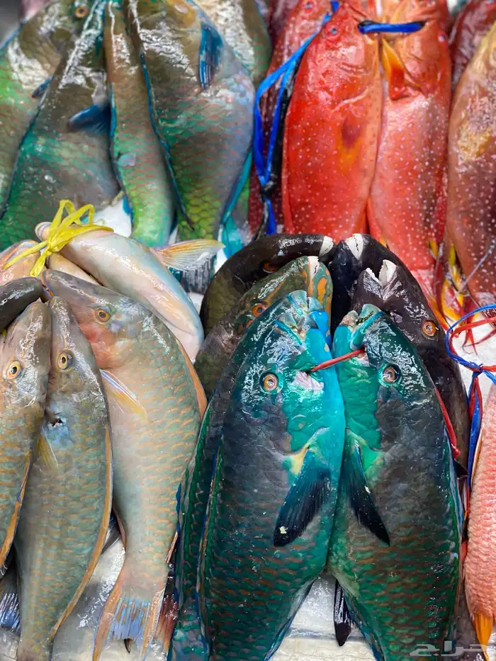 سمك اليوم طازج 4