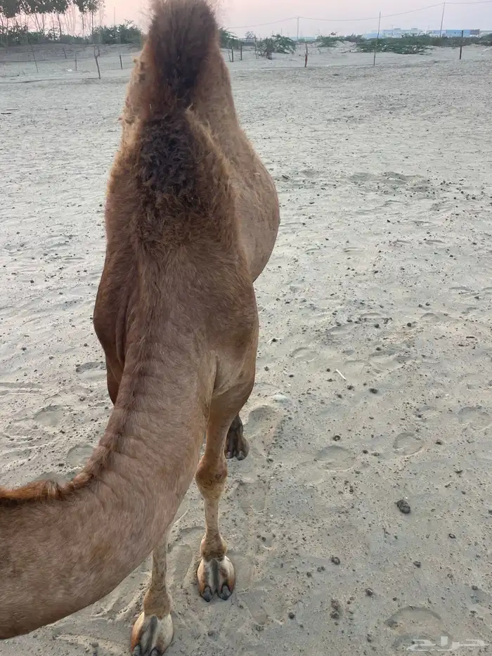 قعود وبكرتين على اللبن للبيع 2