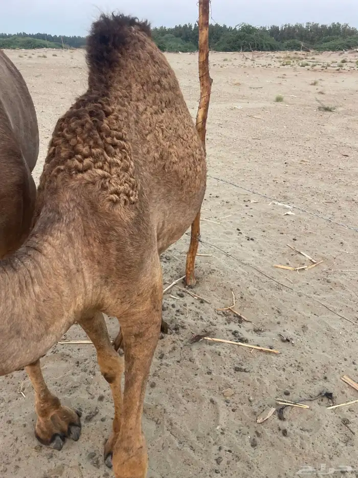 قعود وبكرتين على اللبن للبيع 8