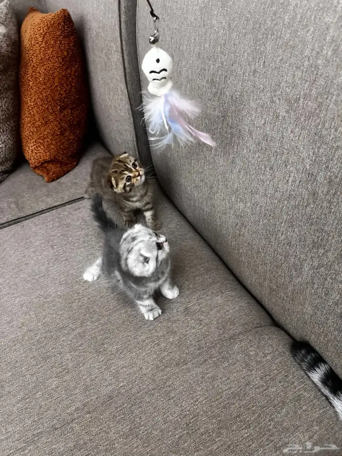 سكوتش دبل دبل فولد بيور ماشالله مميزه مطعمه 1