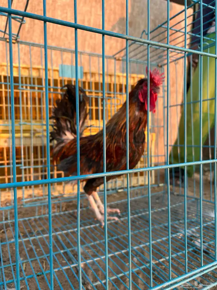 ديوك ترثه فرقى مستوى تب 27