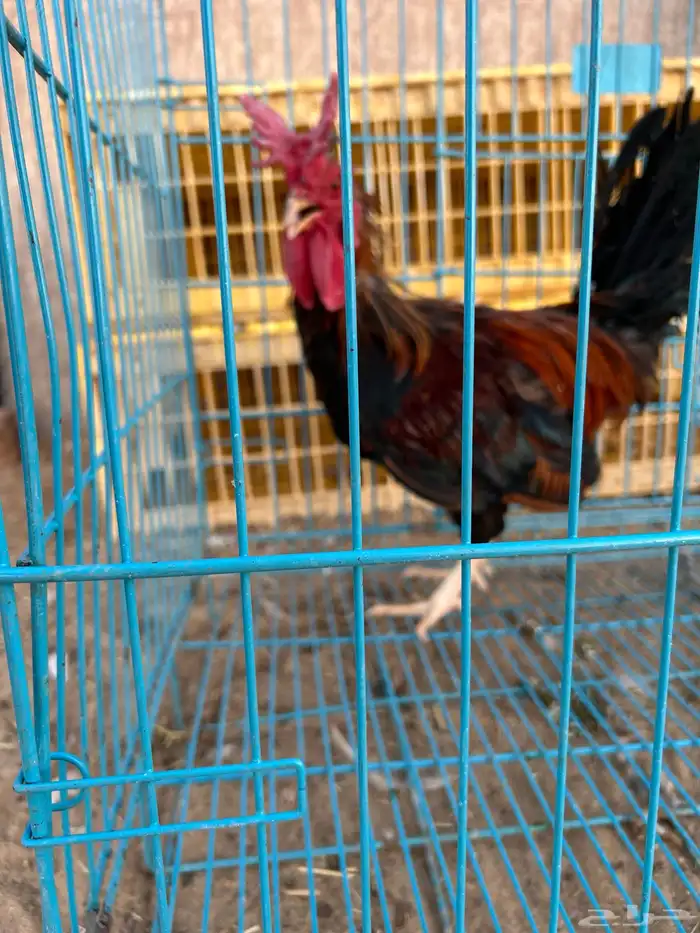 ديوك ترثه فرقى مستوى تب 17