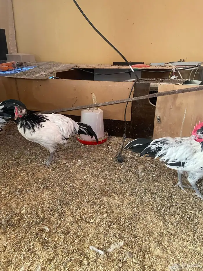 دواجن كلها ديوك زينه لافندر 3