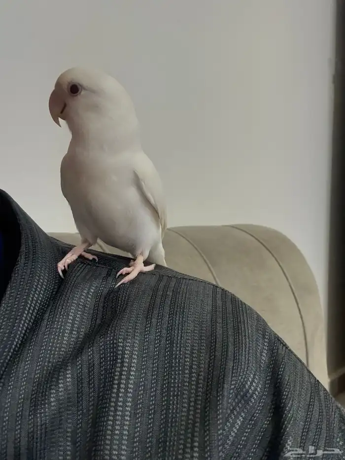 طير ببغاء روز أليف 0