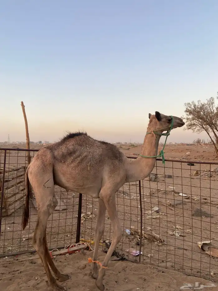 للبيع قعود ولد خلفه 0