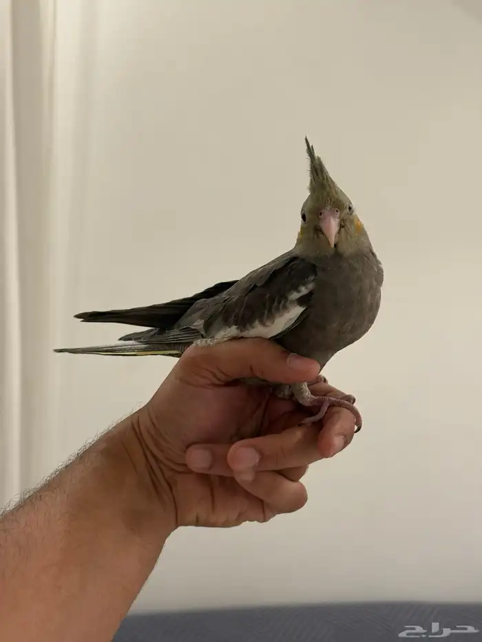 فروخ كروان بداية فطام اليفين جدا 16