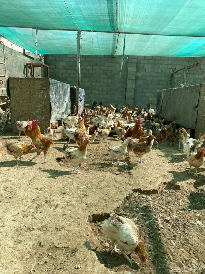 للبيع دجاج بلدي عمر ثمان وتسع شهور تقريبا 0